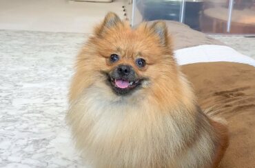 本田翼はスルーするが、ご飯には即反応する犬