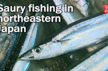Saury fishing starts in northeastern Japan