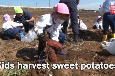 Kindergarteners harvest sweet potatoes