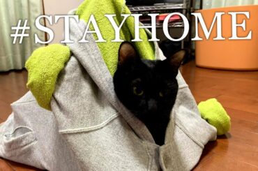 【#STAYHOME】猫も緊急事態宣言中は自分の家で過ごしていました