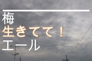NHK朝ドラ「エール」豊橋空襲、終戦。梅（森七菜）岩城さん(吉原光夫)、五郎（岡部大）、生きてて！願いの曲😀感想BGM