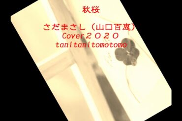 秋桜　さだまだし（山口百恵）Cover２０２０
