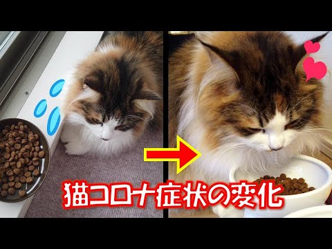 猫コロナウイルス症状改善！様子の違いと経過とは？【サイベリアン】