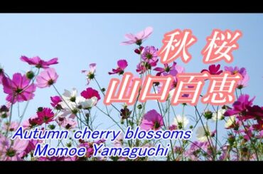 秋桜/山口百恵　Autumn cherry blossoms/Momoe Yamaguchi【Cover】フル歌詞付き