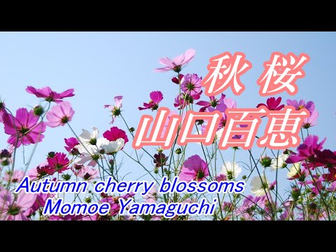 秋桜/山口百恵 Autumn cherry blossoms/Momoe Yamaguchi【Cover】フル歌詞付き 秋桜/山口百恵 Autumn cherry blossoms/Momoe Yamaguchi【Cover】フル歌詞付き