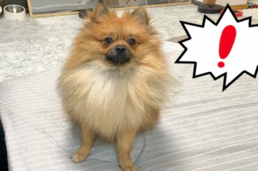 本田翼はスルーするが、散歩には即反応する犬