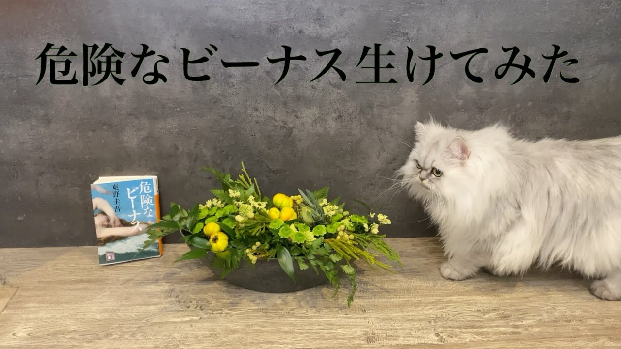 東野圭吾作　危険なビーナスをモフ猫と一緒に生けてみた