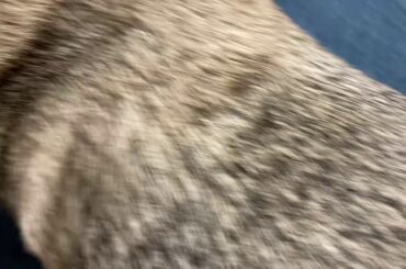 2020/10/24 パグのマリアさん。Maria san Japan.