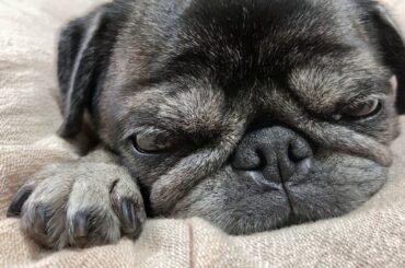 2020/10/24-2 パグのマリアさん。Maria san Japan.