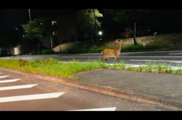 【新型コロナウイルス】コロナ影響奈良の鹿 暴走!? 年末年始 注意