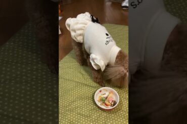 花音ちゃん13歳誕生日