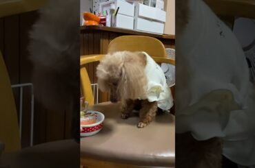 花音ちゃん13歳　記念撮影