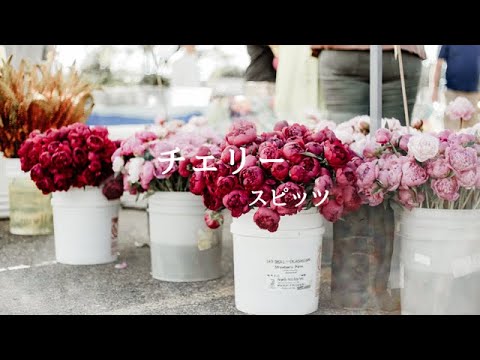 【歌ってみた】チェリー スピッツ 🌸🍒 うたうたい龍うさぎ 【歌ってみた】チェリー スピッツ 🌸🍒 うたうたい龍うさぎ