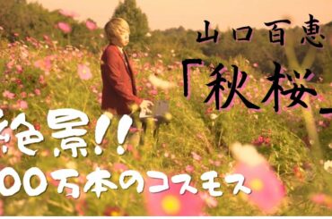 【ストリートピアノ】絶景!!100万本のコスモス『秋桜』山口百恵／さだまさし