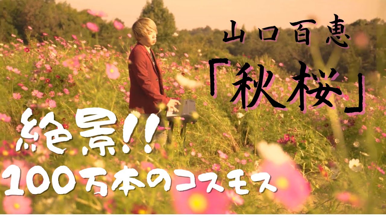 【ストリートピアノ】絶景!!100万本のコスモス『秋桜』山口百恵/さだまさし 【ストリートピアノ】絶景!!100万本のコスモス『秋桜』山口百恵/さだまさし
