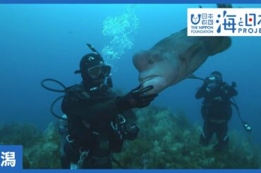 #4 佐渡の「弁慶」と水中七夕まつり ｜海と日本PROJECT in 新潟