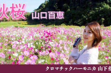 秋桜/山口百恵【クロマチックハーモニカ 山下 伶】