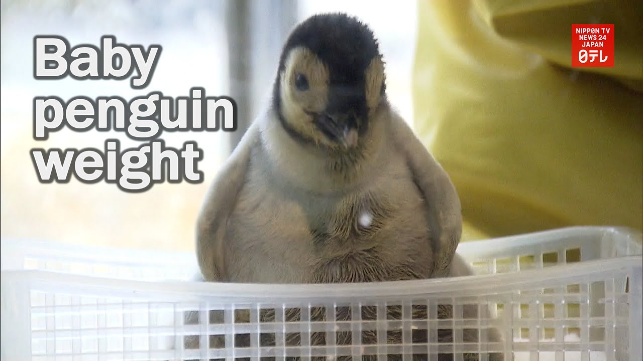 Baby emperor penguin weighed Baby emperor penguin weighed