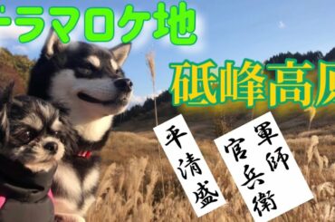 大河ドラマロケ地【砥峰高原】一面ススキ🌾の大地に降り立つ黒柴小梅とチワシーズー杏子🐾