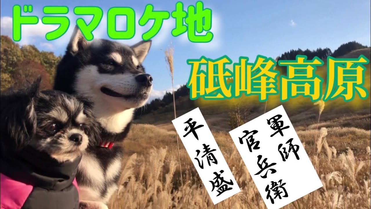 大河ドラマロケ地【砥峰高原】一面ススキ🌾の大地に降り立つ黒柴小梅とチワシーズー杏子🐾