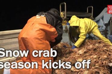 Snow crab season kicks off in central Japan