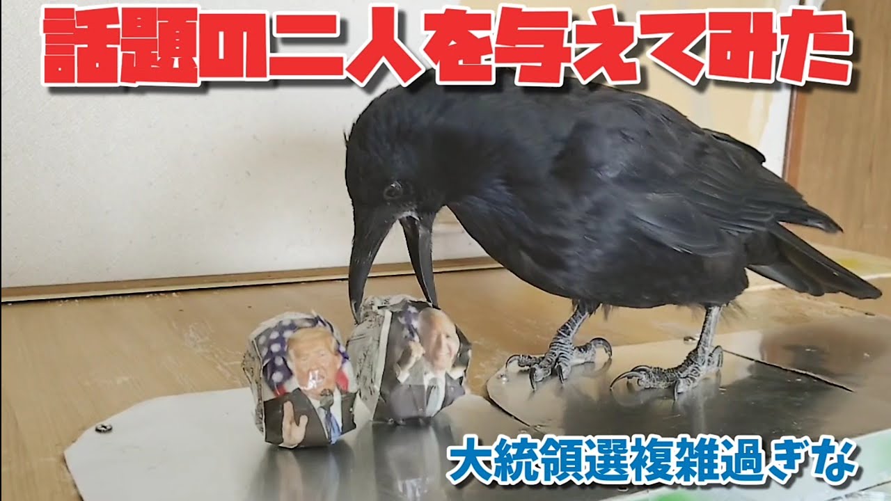 【大統領選挙】アメリカ大統領選が複雑過ぎて良く分からないのでトランプ、バイデン両氏をカラスに与えてみました。 20201106、カラス&四つ足カルテット 【大統領選挙】アメリカ大統領選が複雑過ぎて良く分からないのでトランプ、バイデン両氏をカラスに与えてみました。 20201106、カラス&四つ足カルテット