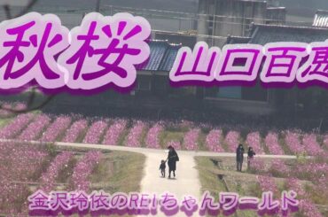 秋桜 山口百恵 Cover 金沢玲依のREIちゃんワールド