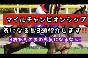 マイルチャンピオンシップ〜気になる馬3頭紹介します‼️〜