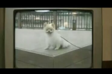 【加藤純一】出演　世にも奇妙な物語