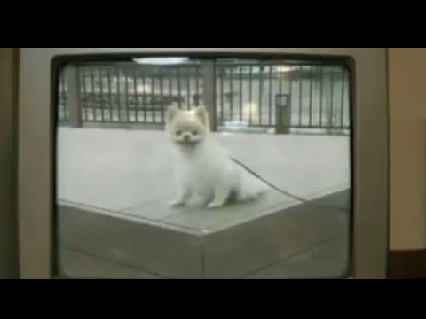 加藤純一 出演 世にも奇妙な物語 Yayafa