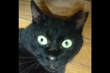 世にも奇妙な猫ガタリ～十二支編～