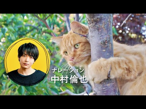 ナレーションの中村倫也もネコの愛らしい表情にニンマリ／映画『劇場版 岩合光昭の世界ネコ歩き あるがままに、水と大地のネコ家族』予告編