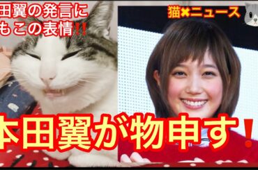 本田翼が漫画ワンピースに苦言で賛否両論お祭り騒ぎに❗️　本田翼は悪くない　(本田翼　ほんだのばいく　ばっさー　ワンピース　尾田栄一郎　時事ネタ　炎上　猫✖︎ニュース)　#256