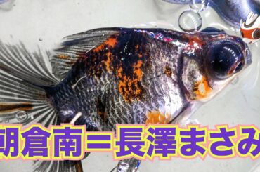 長澤金魚