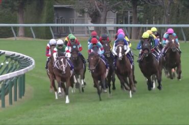 第37回【マイルチャンピオンシップ】グランアレグリア