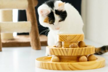 知的好奇心が強い子猫に、Amazon ブラックフライデーセールで、猫が一人遊び出来る木のおもちゃをプレゼントしたところ、凄く夢中で遊んでくれました。🐾