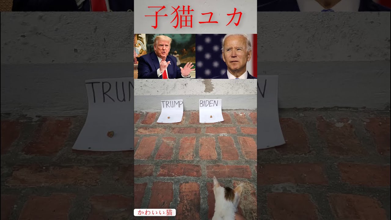 🎌 かわいい猫ユカがアメリカ大統領選挙に行く【子猫 保護】【保護猫】 米国大統領選挙 #shorts