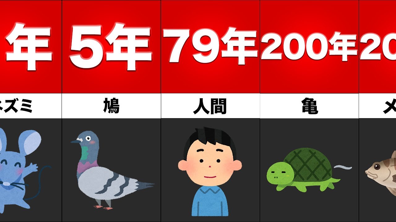 動物の寿命ランキング Yayafa