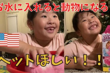 ブラックフライデーにお小遣いで買ったペット！！お水に入れたら・・・！！英語の説明書が難しい・・(笑)