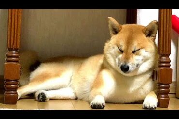 竹野内豊のような柴犬