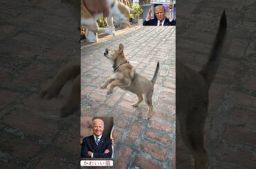 🎌 犬と猫がとてもかわいい喧嘩。米国大統領選挙の結果についての論争、US presidential election, Trump, Biden #shorts