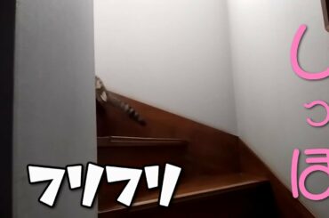 何気なく階段で！Casually on the stairs！ #145 #七七七 #nanami #進めーねこにゃん