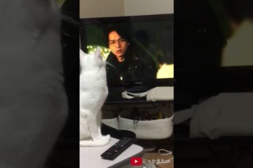 この恋あたためますか(恋あた)で北川(石橋静河)にフラれた時の浅羽(中村倫也)の顔を真似した白猫が可愛い Cute Cat Watch TV