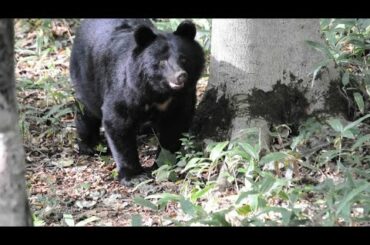 Japan contends with record number of bear attacks amid rural depopulation