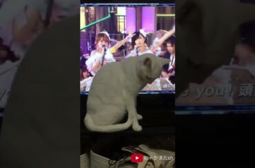 FNS歌謡祭AKB48のヘビーローテーション(ヘビロテ)を観ながら自分なりに踊ってみた(ダンスした)白猫が可愛い Cute Cat Dancing