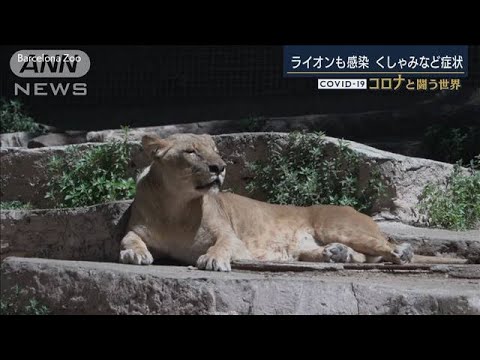 新型コロナ　ライオンも感染・・・くしゃみなどの症状(2020年12月10日)