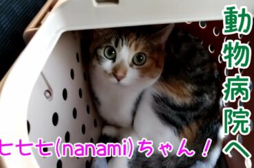 七七七(nanami)ちゃん！ワクチン接種に動物病院へ！Go to a veterinary clinic for vaccination! #146 #七七七 #nanami #進めーねこにゃん