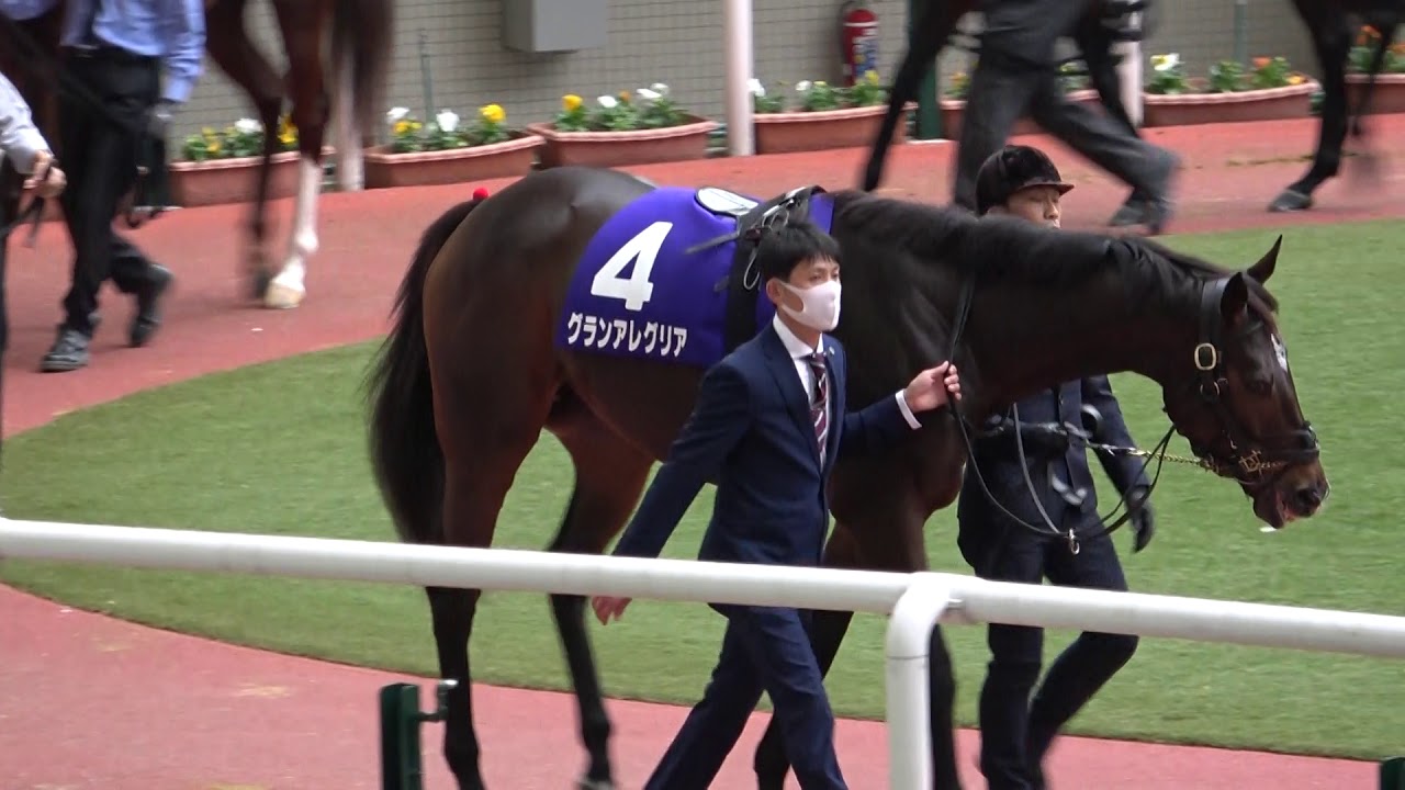【競馬】第37回 マイルチャンピオンシップGⅠ パドック 現地映像 グランアレグリア 【競馬】第37回 マイルチャンピオンシップGⅠ パドック 現地映像 グランアレグリア