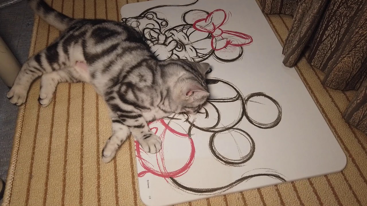 退院のプレゼントは珪藻土バスマットだよ Ameshotime 退院のプレゼントは珪藻土バスマットだよ Ameshotime