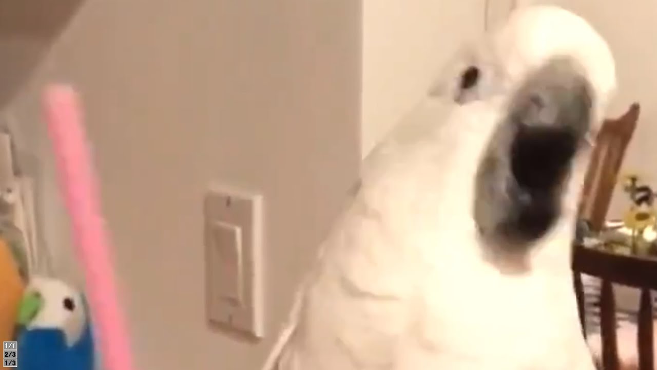 踊る鳥に剛力彩芽”友達より大事な人”合わせてみた